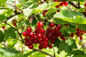 Bush of red currant with red ripe berries