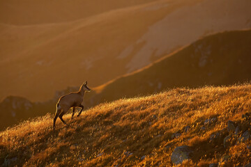 Tatra chamois walking in mountains backlit in ther morning