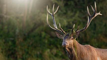 Red deer stag looking in forest with sun rays in background