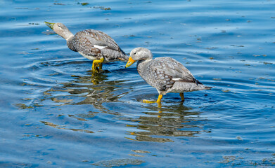 Pair of Flying Steamer Duck (Tachyeres patachonicus) on lagoon in Ushuaia, Land of Fire (Tierra del Fuego), Argentina