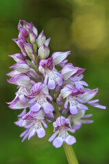 Orchis militaire