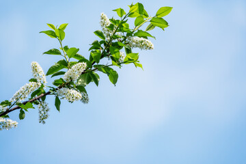 Apple tree branches with white flowers on a background of blue sky.