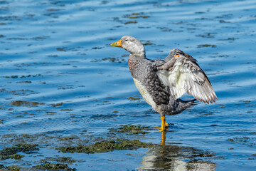 Male of Flying Steamer Duck (Tachyeres patachonicus) on lagoon in Ushuaia, Land of Fire (Tierra del Fuego), Argentina