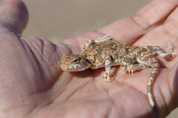 Beautiful landscape of Mongolia. A lizard runs in the Gobi Desert in Mongolia.