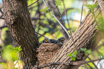 Naklejka na ściany i meble Chicks of Thrush fieldfare, Turdus pilaris, in a nest