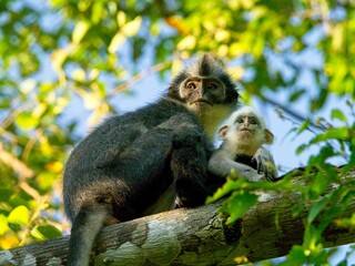 Closeup of cute mother and white baby Thomas Leaf Monkey (Presbytis thomasi) in Bukit Lawang, Sumatra.