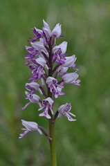Orchis militaire
