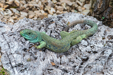 Close-up of an Ocellated Lizard (Timon lepidus)