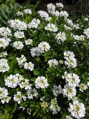 white flowers in the park