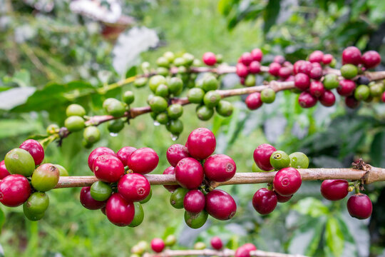 cosecha de frutos de caf&eacute; verde y maduro en cafeto o cafetal, ramas con frutos de cultivo con &aacute;rbol de caf&eacute;