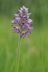 Obraz premium Orchis militaire