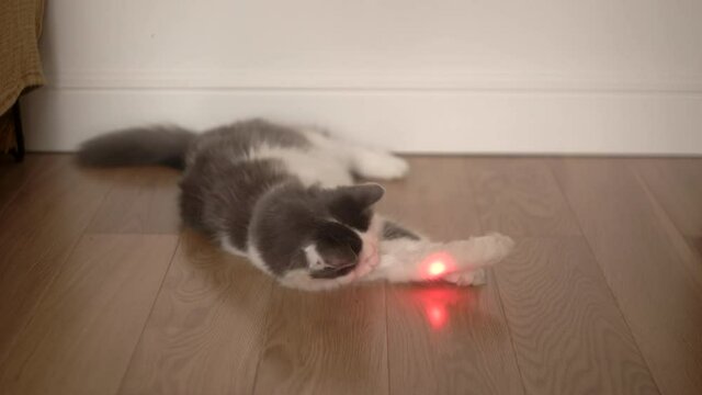 The cat plays with a laser pointer. Funny cat is resting and playing in the house.