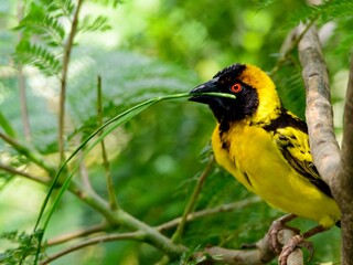 Closeup of a Speke's weaver (Ploceus spekei) holding branch in beak at Lake Hawassa, Ethiopia.