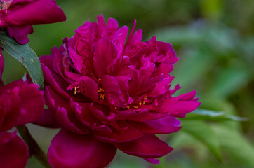 pink flower