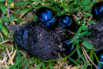 Dung Beetle (Anoplotrupes stercorosus) working on Droppings