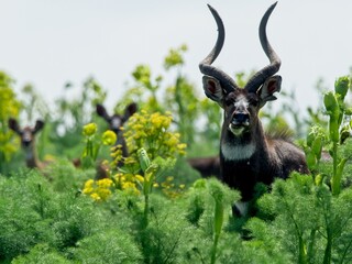 Closeup of a Mountain Nyala (Tragelaphus buxtonni) hiding among vegetation in Bale Mountains National Park, Ethiopia.