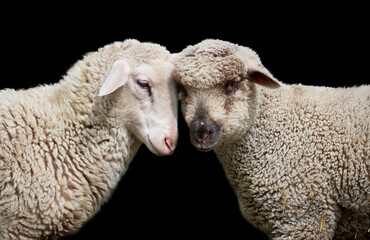 Close-up of two white lambs cuddling with heads together and isolated on black background