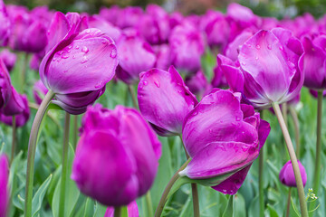 Purple tulips. Group of purple flowers. Gardens of Madrid covered in flowers. Botany