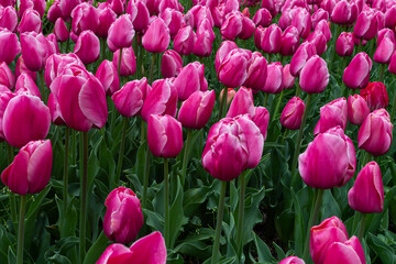 Obraz premium Pink tulips. Group of pink flowers. Gardens of Madrid covered in flowers. Botany