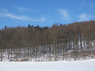 Snowscape with trees in the forest under blue sky on sunny winter day, Trzepowo, Pomorskie province, Poland