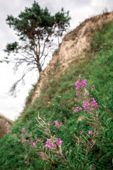 Summer nature, digital detox, escape and getaway, calm summertime, lifestyle outdoors, local travel and vacation