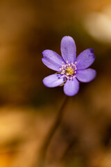 macro of a liverwort flower