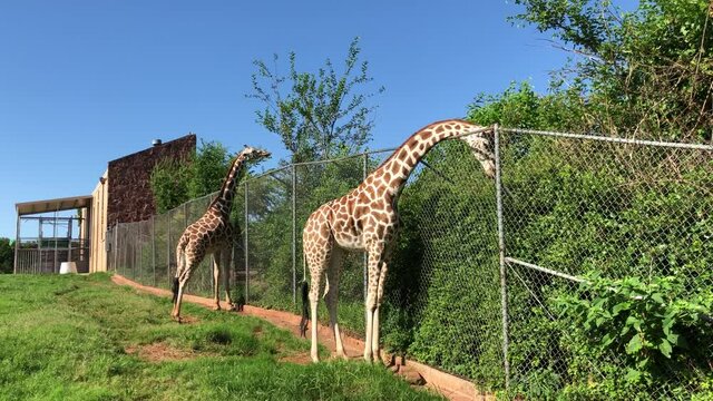 A couple of giraffes eating grass at the other side of a cyclone wire fence