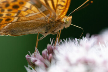 Close-up silver-washed fritillary butterfly on violet flower in sun light