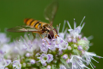 Close-up beautiful  fly with big beauty eyes on white violet flower