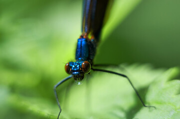 Dragonfly sitting on green leaves on a warm sunny day, blurred background, sun flares.