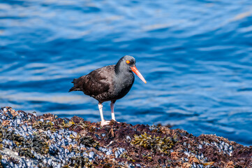 Black Oystercatcher (Haematopus bachmani) at Chowiet Island, Semidi Islands, Alaska, USA