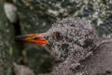Black Oystercatcher (Haematopus bachmani) chick at Chowiet Island, Semidi Islands, Alaska, USA