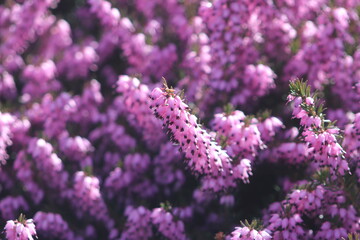 Obraz premium Purple colored flowers glowing in the sun 