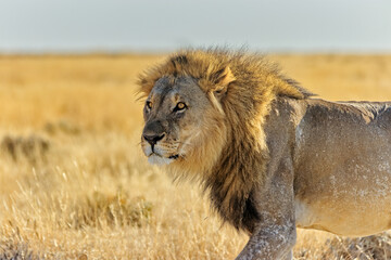 Lion in the morning light. Etosha National Park, Namibia