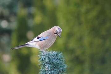 Obraz premium Sójka ,ptak sójka ,sójka zwyczajna ,ptak
