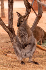 A wallaby is siting on the ground. Its facing the camera. There is another wallaby and a tree is in the background
