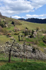 Blühende Obstbäume in den Weinbergen von Gengenbach