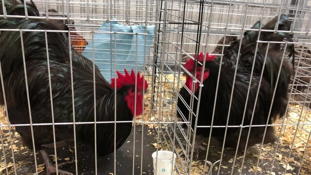 Two fighting cocks facing each other from each individual cage at an agricultural fair