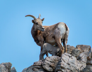 Big horn sheep with her baby. The baby is nursing. The sheep are standing on rock area with a blue sky in the background