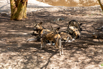 African Wild dogs.One is standing at the front of a pack of dogs that are lying down and resting. 