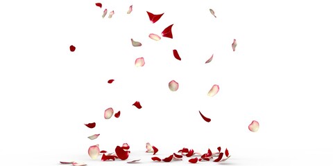 White and red rose petals fly and fall to the floor
