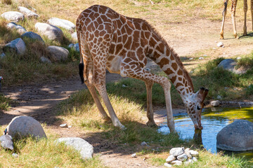 A giraffe is bending of a pond of blue water drinking. Its knees are bent to allow it to reach the water. There are palm trees and another giraffe in the background.