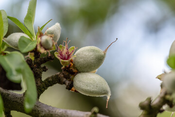 Unripe almond ( Prunus dulcis ) on a tree branch on a spring morning in the garden. Israel. 