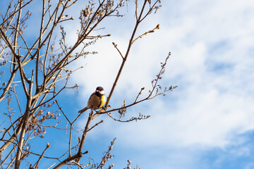 Tit and bush branches against the sky.