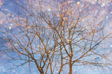 Reflection of a tree in the water (in a puddle).