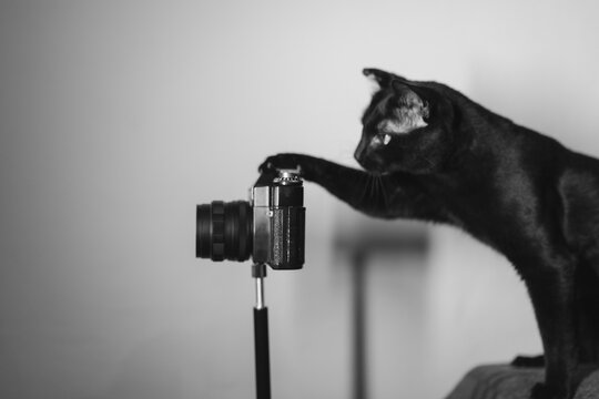 The cat and the camera.