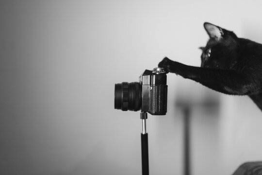 The cat and the camera.
