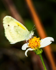 Mariposa blanca - amarilla en flor de romerillo, Macro.