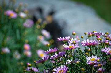 flowers in the garden