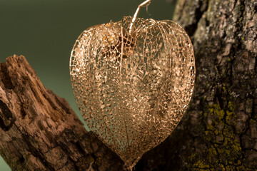 Golden dry Physalis against deep green background macro photography.